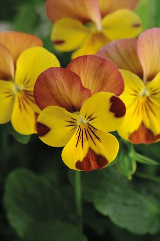 Photo de variété de fleurs à utiliser comme: Pot et Plante à massif Viola cornuta Lady Peach melba
