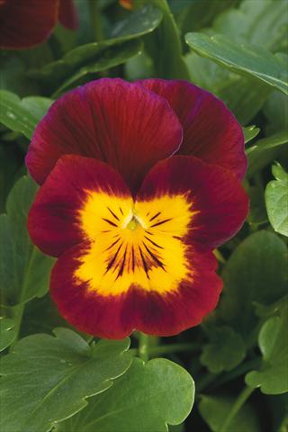 Photo de variété de fleurs à utiliser comme: Pot et Plante à massif Viola cornuta Lady Red with yellow face
