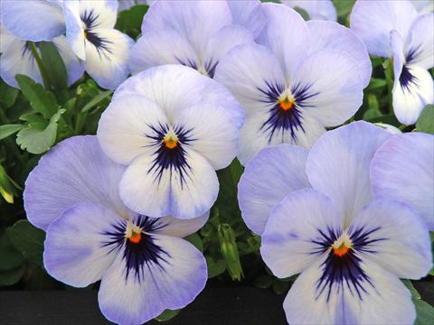 Photo de variété de fleurs à utiliser comme: Pot et Plante à massif Viola cornuta Lady Sky Blu with bloch