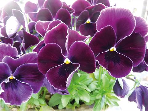 Photo de variété de fleurs à utiliser comme: Pot et Plante à massif Viola cornuta Midi Purple lace