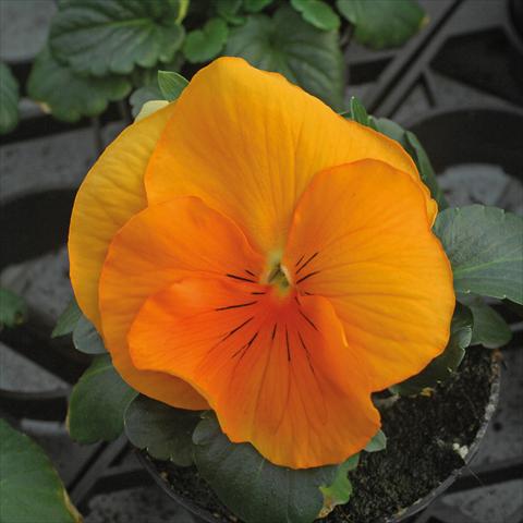 Photo de variété de fleurs à utiliser comme: Pot et Plante à massif Viola wittrockiana Jumbo Arancio