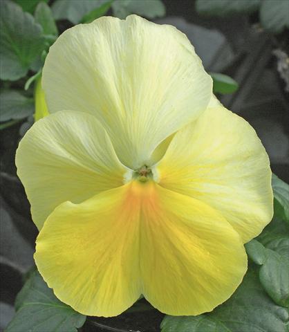 Photo de variété de fleurs à utiliser comme: Pot et Plante à massif Viola wittrockiana Jumbo Crema