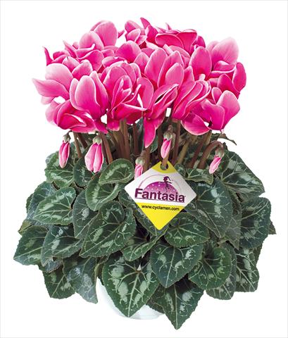 Photo de variété de fleurs à utiliser comme: Suspension / pot Cyclamen persicum Halios® Fantasia Fuchsia vivo