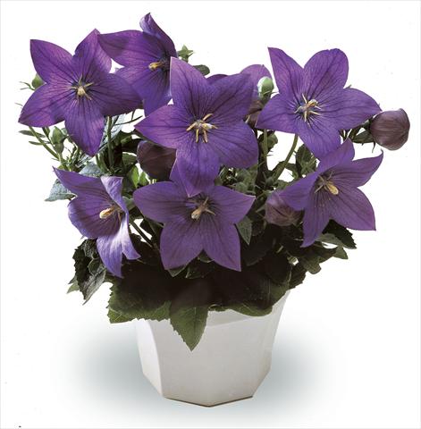 Photo de variété de fleurs à utiliser comme: Pot, Plante à massif, patio, Suspension Platycodon Astra Blue