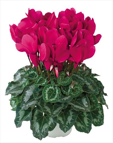 Photo de variété de fleurs à utiliser comme: Suspension / pot Cyclamen persicum Halios® F1 Grenadine