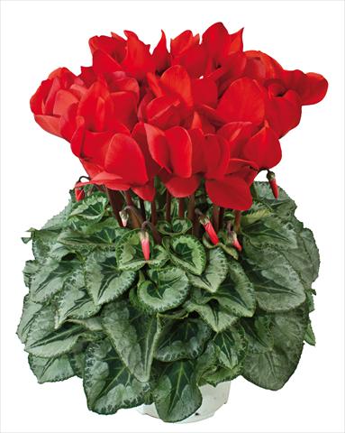 Photo de variété de fleurs à utiliser comme: Suspension / pot Cyclamen persicum Halios® Rosso Decora