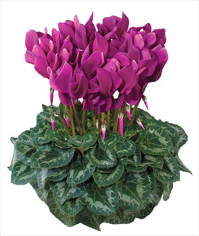 Photo de variété de fleurs à utiliser comme: Pot et Plante à massif Cyclamen persicum midi Latinia Fuchsia chiaro