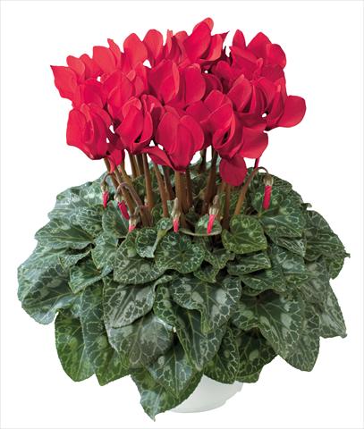 Photo de variété de fleurs à utiliser comme: Pot et Plante à massif Cyclamen persicum midi Latinia Premium Rosso precoce new