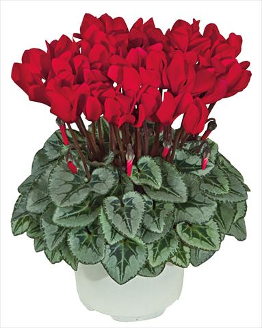 Photo de variété de fleurs à utiliser comme: Pot Cyclamen persicum mini Metis Rosso scarlatto Decora