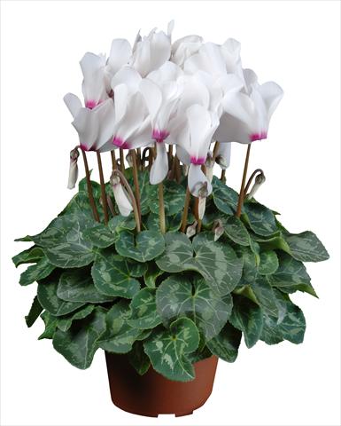 Photo de variété de fleurs à utiliser comme: Pot Cyclamen persicum mini Super Serie®s Allure F1 Bianco con occhio