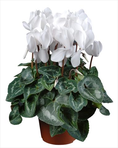Photo de variété de fleurs à utiliser comme: Pot Cyclamen persicum mini Super Serie®s Allure F1 Bianco