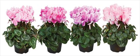 Photo de variété de fleurs à utiliser comme: Pot Cyclamen persicum mini Super Serie®s Allure F1 fiammato mix