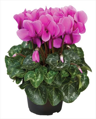 Photo de variété de fleurs à utiliser comme: Pot Cyclamen persicum mini Super Serie®s Allure F1 Lilla