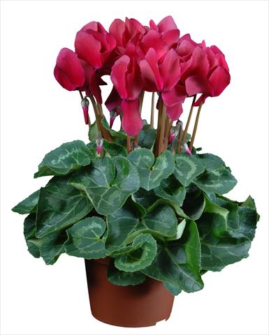 Photo de variété de fleurs à utiliser comme: Pot Cyclamen persicum mini Super Serie®s Allure F1 Magenta
