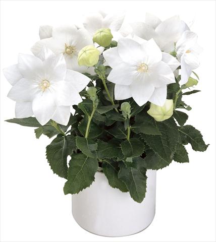 Photo de variété de fleurs à utiliser comme: Pot Platycodon Astra White Semi-double
