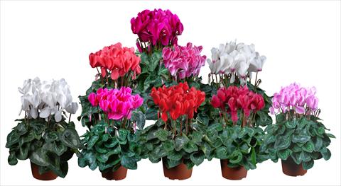 Photo de variété de fleurs à utiliser comme: Pot Cyclamen persicum mini Super Serie®s Allure F1 Mix