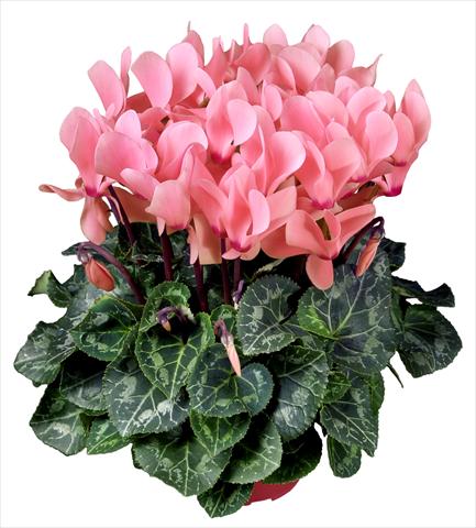 Photo de variété de fleurs à utiliser comme: Pot Cyclamen persicum mini Super Serie®s Allure F1 Rosa chiaro
