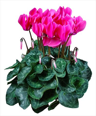 Photo de variété de fleurs à utiliser comme: Pot Cyclamen persicum mini Super Serie®s Allure F1 Rosa