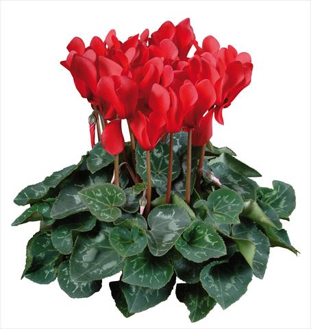 Photo de variété de fleurs à utiliser comme: Pot Cyclamen persicum mini Super Serie®s Allure F1 Rosso