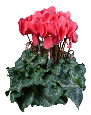 Photo de variété de fleurs à utiliser comme: Pot Cyclamen persicum mini Super Serie®s Allure F1 Salmone