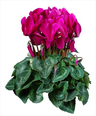 Photo de variété de fleurs à utiliser comme: Pot Cyclamen persicum mini Super Serie®s Allure F1 Violetto