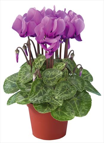 Photo de variété de fleurs à utiliser comme: Pot Cyclamen persicum mini Super Serie®s Compact F1 Lilla imp