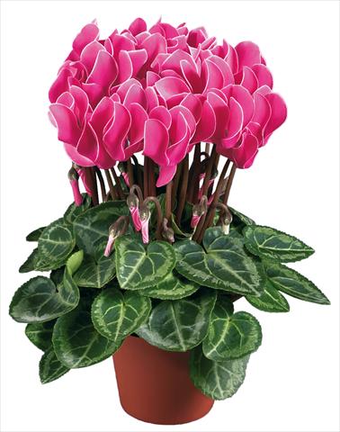 Photo de variété de fleurs à utiliser comme: Pot Cyclamen persicum mini Super Serie®s Compact F1 Porpora con bordo bianco imp
