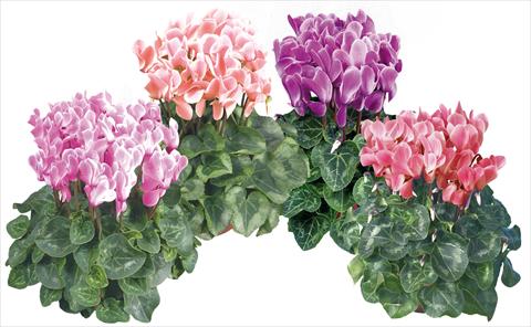 Photo de variété de fleurs à utiliser comme: Pot et Plante à massif Cyclamen persicum midi Super Serie®s Macro Pastel F1 fiammato mix imp