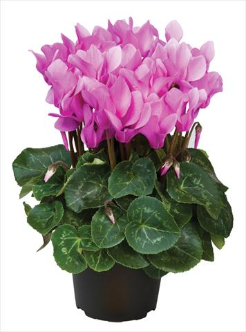 Photo de variété de fleurs à utiliser comme: Pot et Plante à massif Cyclamen persicum midi Super Serie®s Macro Pastel F1 Lilla
