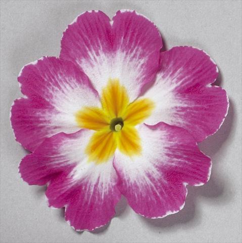 Photo de variété de fleurs à utiliser comme: Pot et Plante à massif Primula acaulis, veris, vulgaris Danova Bicolour Rose White