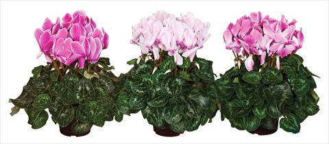 Photo de variété de fleurs à utiliser comme: Suspension / pot Cyclamen persicum Super Serie®s Mammoth F1 Flamed Mix