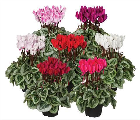 Photo de variété de fleurs à utiliser comme: Pot Cyclamen persicum mini Super Serie®s Picasso Veranda sel mix