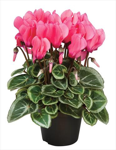 Photo de variété de fleurs à utiliser comme: Suspension / pot Cyclamen persicum Super Serie® Da Vinci® F1 Dark Salmon Pink