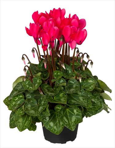 Photo de variété de fleurs à utiliser comme: Suspension / pot Cyclamen persicum Super Serie® Mini Winter™ F1 Deep Neon Pink