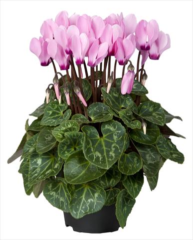 Photo de variété de fleurs à utiliser comme: Suspension / pot Cyclamen persicum Super Serie® Mini Winter™ F1 Pink with Eye