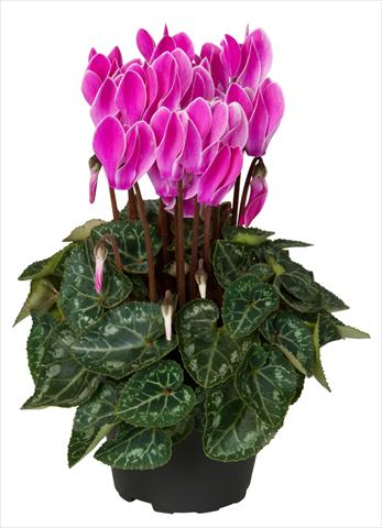 Photo de variété de fleurs à utiliser comme: Suspension / pot Cyclamen persicum Super Serie® Verano® F1 Violet Flamed