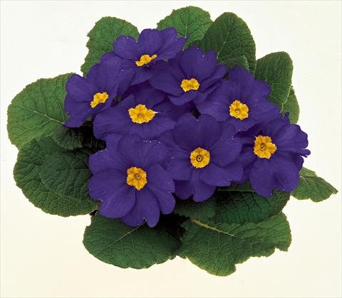 Photo de variété de fleurs à utiliser comme: Pot et Plante à massif Primula acaulis, veris, vulgaris Danova Blue
