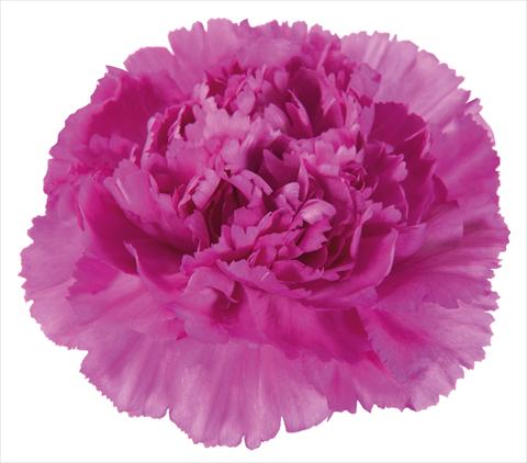 Photo de variété de fleurs à utiliser comme: Fleur coupée Dianthus caryophyllus Vogue