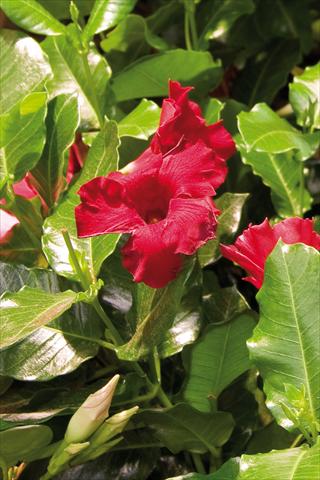 Photo de variété de fleurs à utiliser comme: Patio, pot Dipladenia (Mandevilla) Diamantina Colibri Red Velvet
