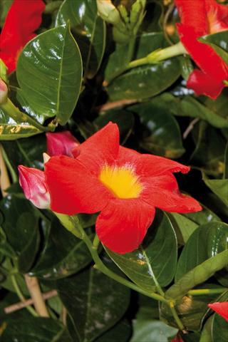 Photo de variété de fleurs à utiliser comme: Patio, pot Dipladenia (Mandevilla) Diamantina Robin Red with Yellow eye 502
