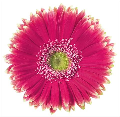 Photo de variété de fleurs à utiliser comme: Fleur coupée Gerbera jamesonii Morelia