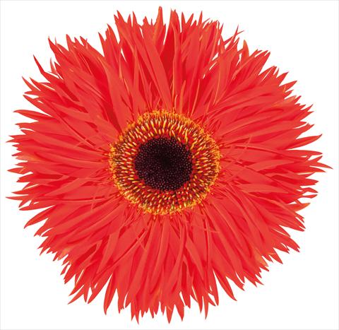 Photo de variété de fleurs à utiliser comme: Fleur coupée Gerbera jamesonii Red Trip
