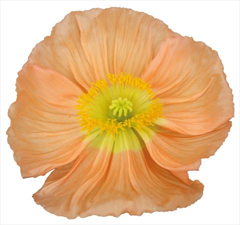 Photo de variété de fleurs à utiliser comme:  Papaver nudicaule Colibrì Rosa chiaro pastello
