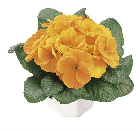 Photo de variété de fleurs à utiliser comme: Pot et Plante à massif Primula acaulis, veris, vulgaris Danova Orange Yellow