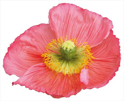 Photo de variété de fleurs à utiliser comme:  Papaver nudicaule Colibrì Rosa intenso salmonato