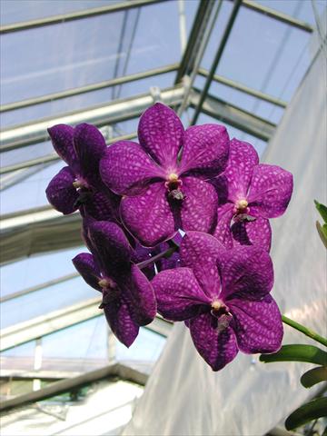 Photo de variété de fleurs à utiliser comme: Pot Phalaenopsis Vanda
