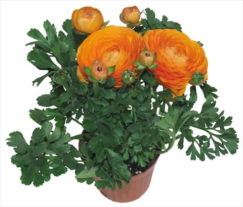 Photo de variété de fleurs à utiliser comme: Pot et Plante à massif Ranunculus asiaticus Millepetali® Arancio