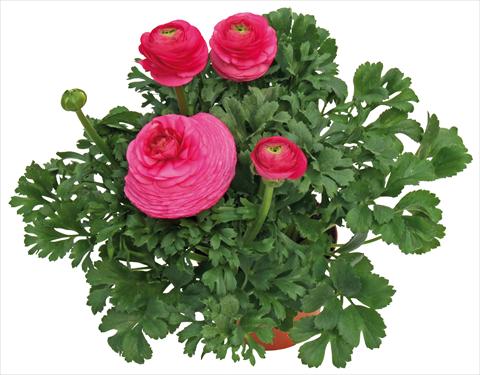 Photo de variété de fleurs à utiliser comme: Pot et Plante à massif Ranunculus asiaticus Millepetali® Rosa
