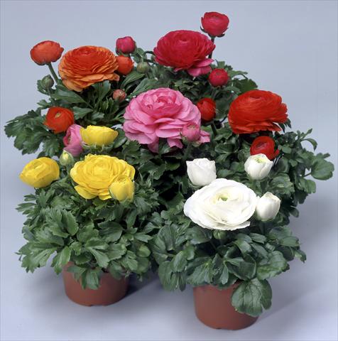 Photo de variété de fleurs à utiliser comme: Pot et Plante à massif Ranunculus asiaticus Magic Mix
