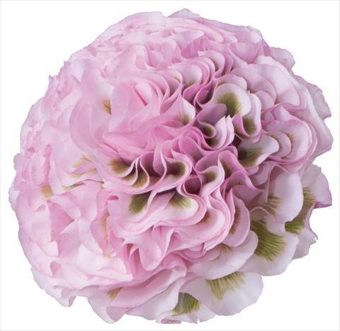 Photo de variété de fleurs à utiliser comme:  Ranunculus asiaticus Pon-Pon® Mignon
